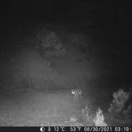 Wildcamera