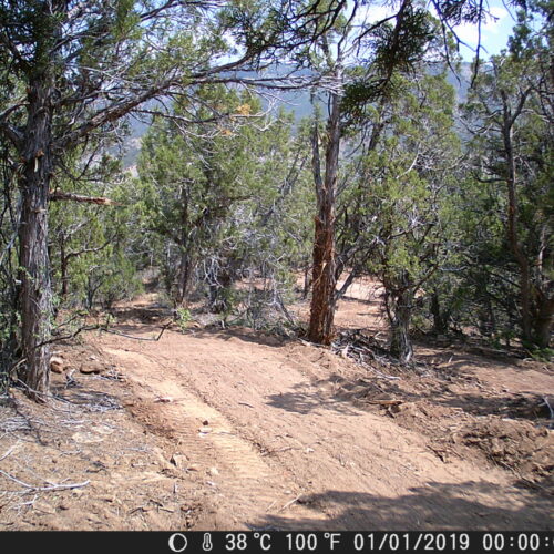Wildcamera