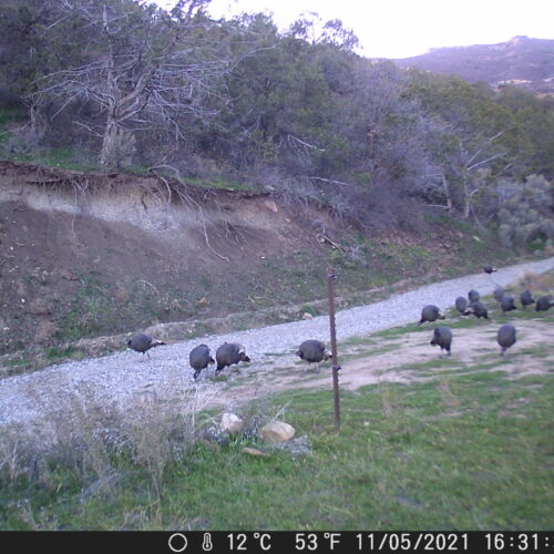 Wildcamera
