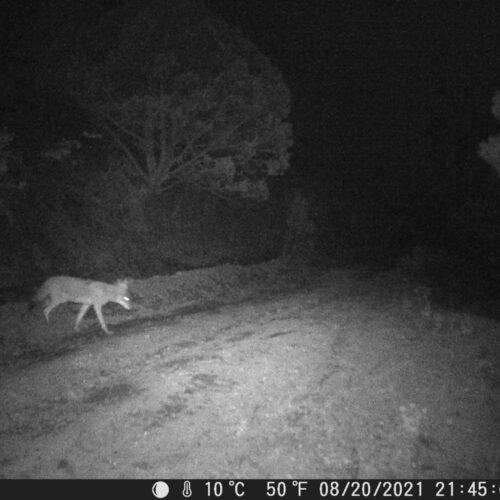Wildcamera