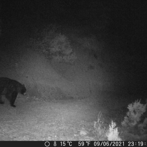 Wildcamera