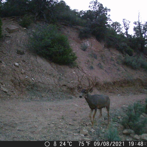 Wildcamera