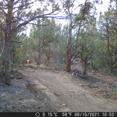 Wildcamera