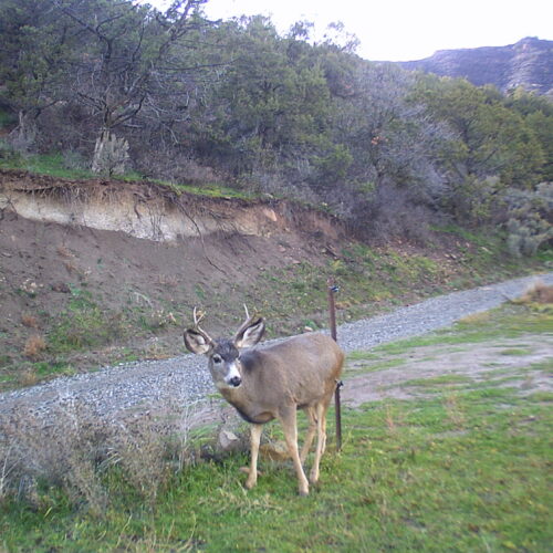 Wildcamera