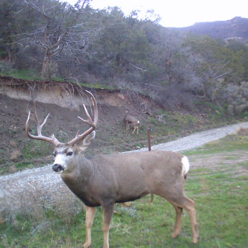 Buck  on Main Road